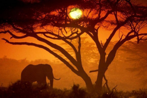 Африканські слони втратили чверть свого населення Африканські слони втратили чверть свого населення